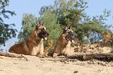 MALINOIS 134